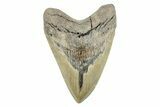 Fossil Megalodon Tooth - North Carolina #274761-2